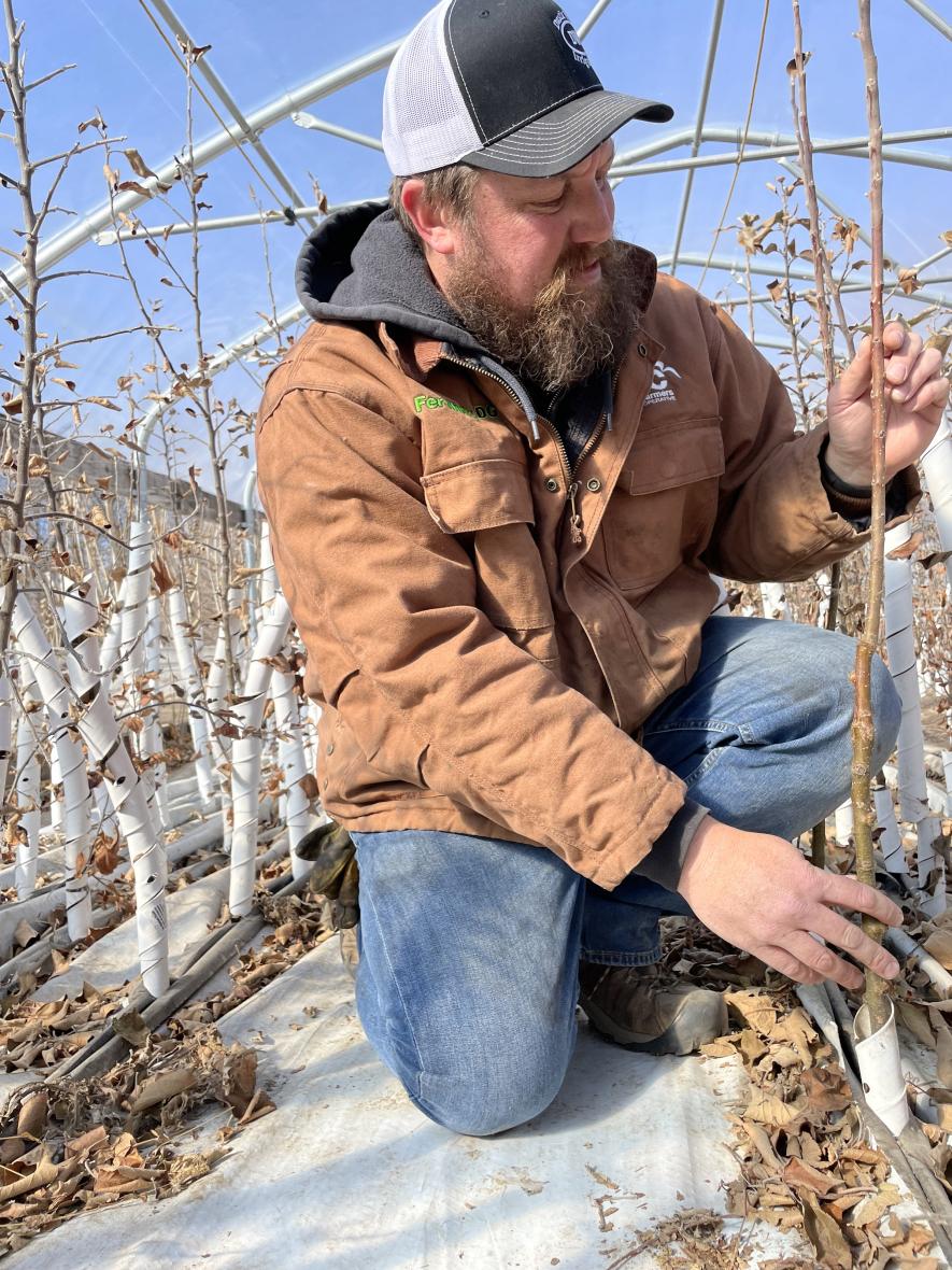 Sean McFarland inspects a recently grafted apple tree that’s among 1,000 heirloom apple trees that will be planted on the hill northeast of the existing event center.