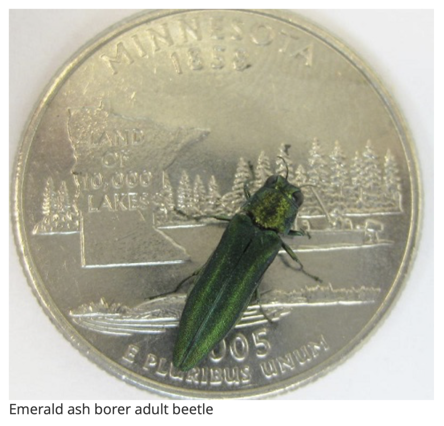 Emerald ash borer adults are small, metallic green wood boring beetles. They are about three-eights of an inch long and one-eighth inch wide, which will fit on a quarter.