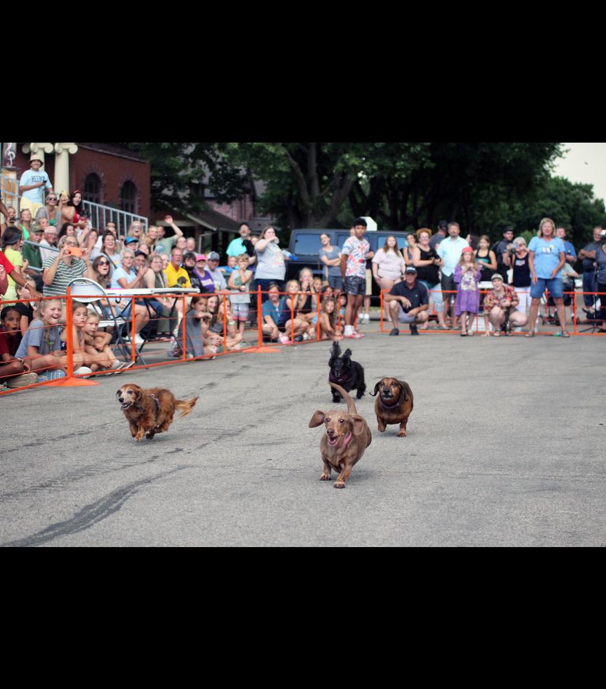 Twenty-one dogs participated in the wiener dog races Thursday night, July 13, during the 61st annual Hot Dog Night in Luverne.