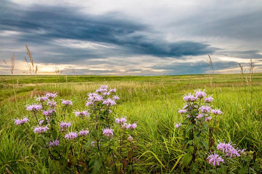 Blue Mound Flowers - Steven Baatz