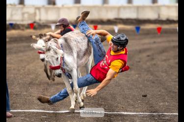 Matthew Gangestad prepares to hit the ground after getting a wild donkey across the finish line July 29.